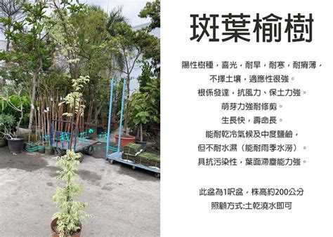 斑葉榆樹風水|【榆樹風水信息】斑葉榆樹 